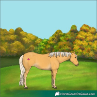 Horse Color:Palomino