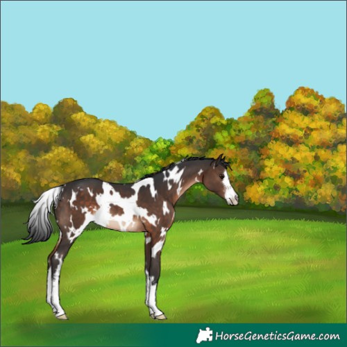 Horse Color:White Spotted Brown Rabicano 