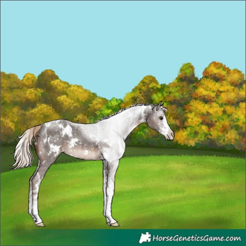Horse Color:White Spotted Liver Chestnut Sabino 
