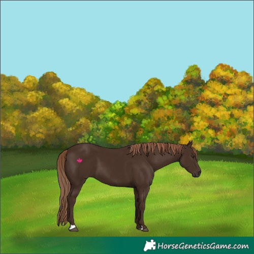 Horse Color:Liver Chestnut 