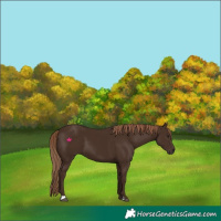 Horse Color:Liver Chestnut 