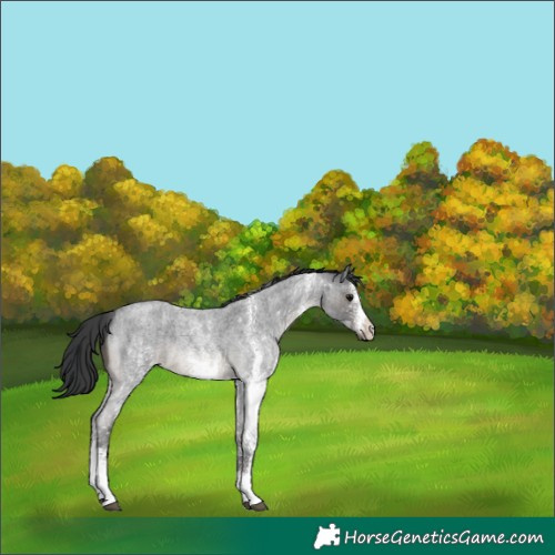 Horse Color:White Spotted Blue Roan 
