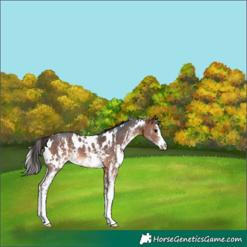 Horse Color:White Spotted Bay Sabino 
