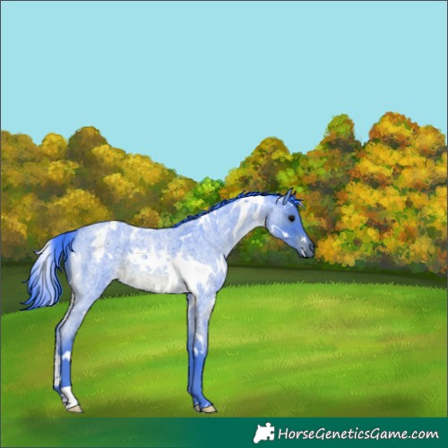 Horse Color:Watercolor White Spotted Blue Roan 