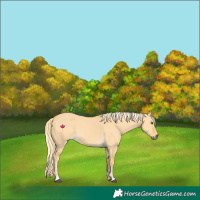 Horse Color:Palomino Dun