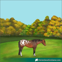 Horse Color:Bay Tobiano Appaloosa 