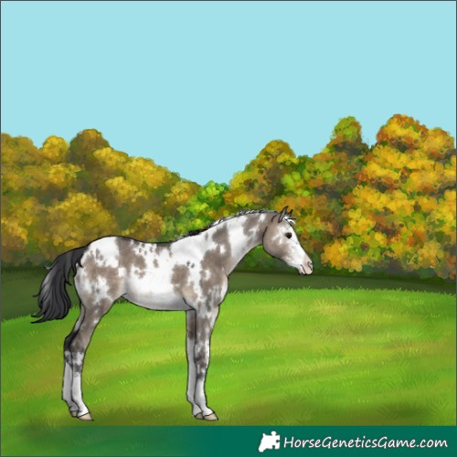 Horse Color:White Spotted Brown Dun Sabino 