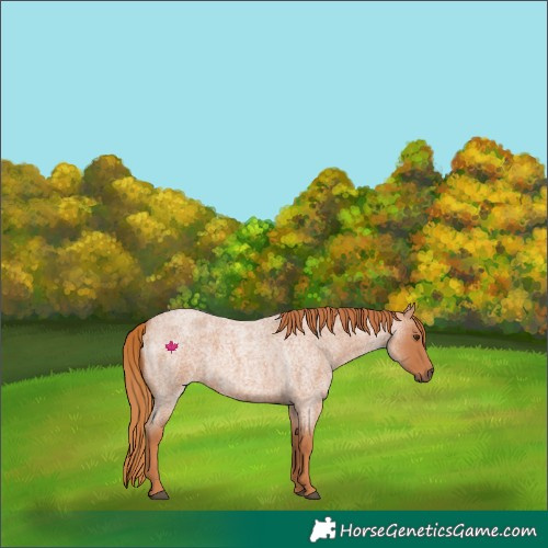 Horse Color:Red Roan 