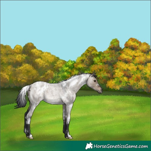 Horse Color:White Spotted Brown Roan Dun 