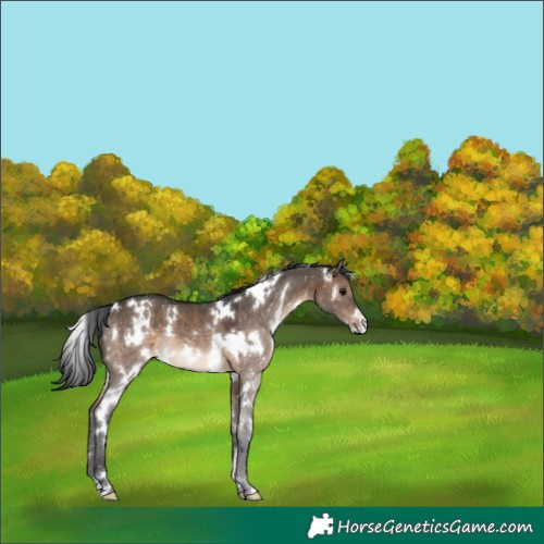 Horse Color:White Spotted Brown Dun 
