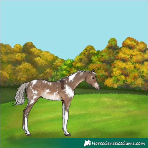 Horse Color:White Spotted Silver Brown Dun Tobiano 