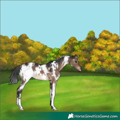 Horse Color:White Spotted Brown Dun 