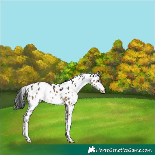 Horse Color:White Spotted Brown Dun Appaloosa 