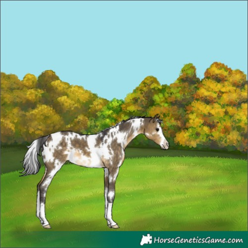 Horse Color:White Spotted Buckskin Dun 