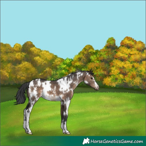 Horse Color:White Spotted Brown Dun 