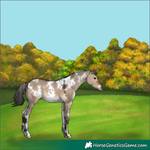 Horse Color:White Spotted Brown Dun 