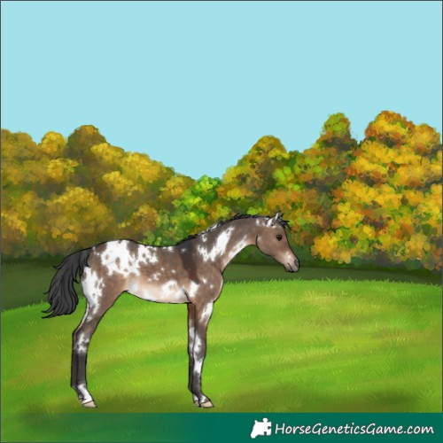 Horse Color:White Spotted Brown Dun 