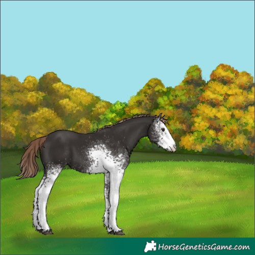 Horse Color:White Spotted Liver Chestnut Appaloosa 