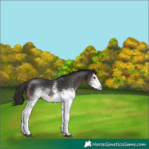 Horse Color:White Spotted Liver Chestnut Splash 