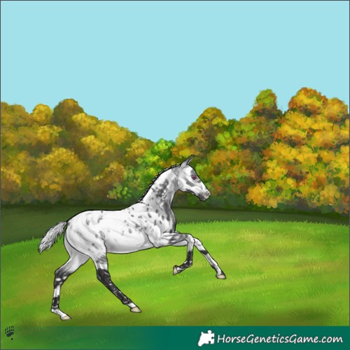 Horse Color:Silver Buckskin Chinchilla Splash Tobiano Appaloosa 