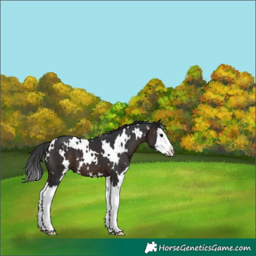 Horse Color:White Spotted Brown Splash 