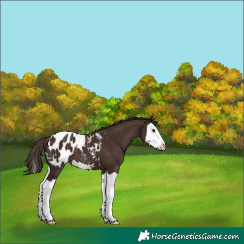 Horse Color:Liver Chestnut Splash Appaloosa 