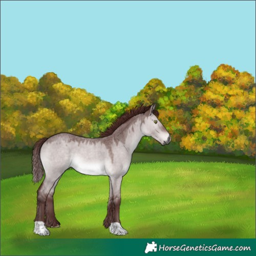 Horse Color:Gray Platinum Chocolate Bay Roan Dun 