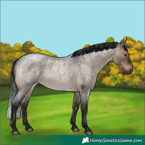 Horse Color:Gray Brown Roan Dun Rabicano 