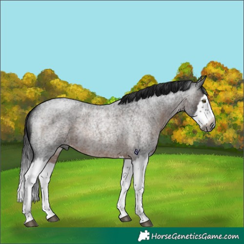 Horse Color:Gray Brown Roan Splash Rabicano 