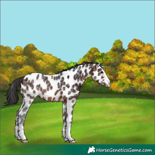Horse Color:Brown Ice Appaloosa 