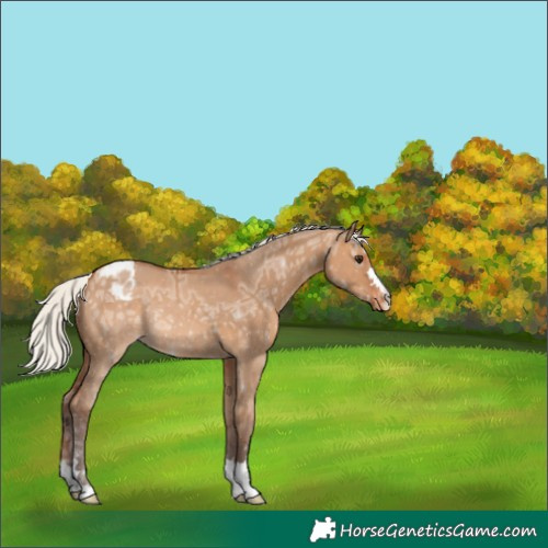 Horse Color:Silver Bay Ice Dun Appaloosa 