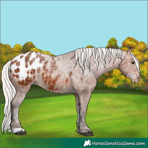 Horse Color:Silver Brown Ice Appaloosa 