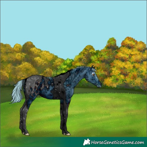Horse Color:ERROR: UNKNOWN ANOMALY