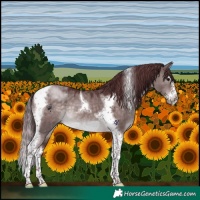 Horse Color:Platinum Chocolate Brown Dun Splash Tobiano Frame 