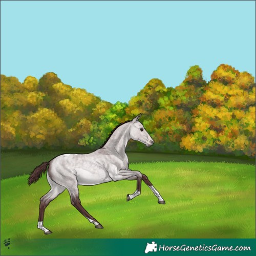 Horse Color:Platinum Chocolate Buckskin Roan Dun Tobiano 