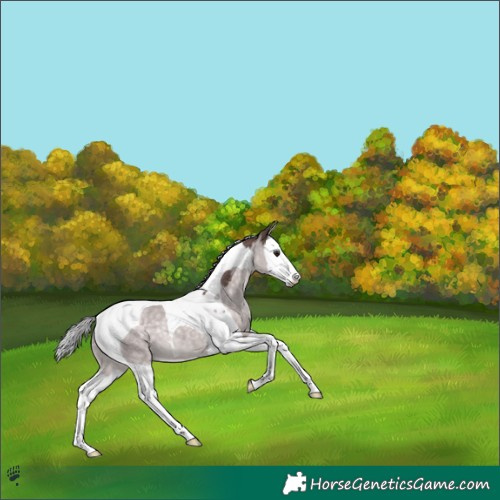 Horse Color:Platinum Chocolate Silver Brown Dun Splash Tobiano 