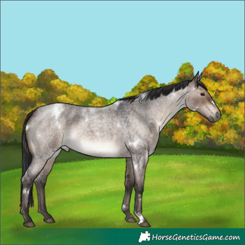 Horse Color:White Spotted Brown Roan Dun 