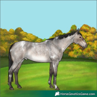 Horse Color:White Spotted Brown Roan Dun 
