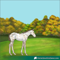 Horse Color:White Spotted Smoky Grullo Pearl Frame Near Leopard Brindle