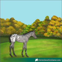 Horse Color:White Spotted Grullo Roan Blanket Rabicano Brindle 