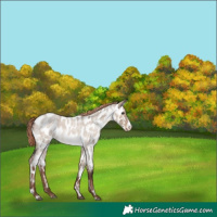 Horse Color:White Spotted Liver Red Dun Roan Frame Near Leopard Brindle