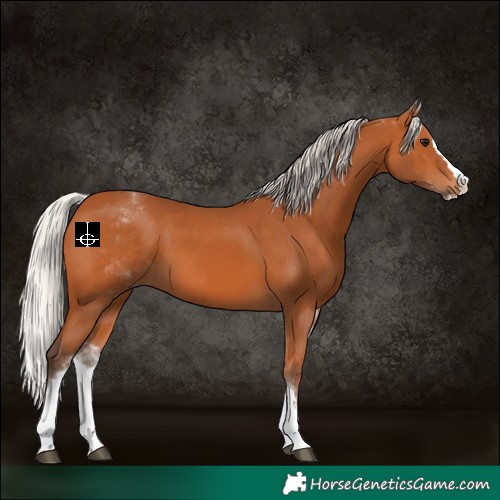 Horse Color:White Spotted Silver Bay Splash 