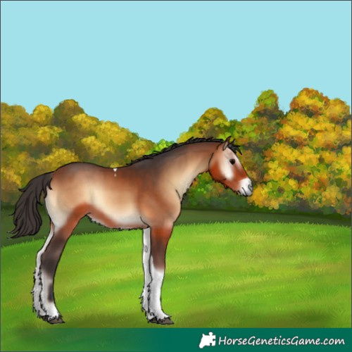 Horse Color:Bay Onyx Tobiano 