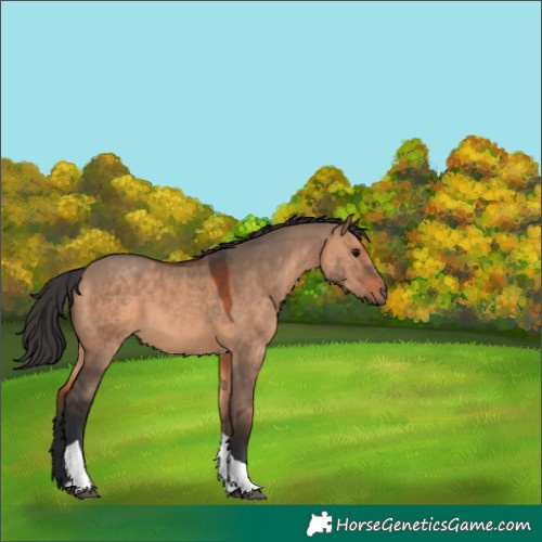 Horse Color:Brown Dun Tobiano 