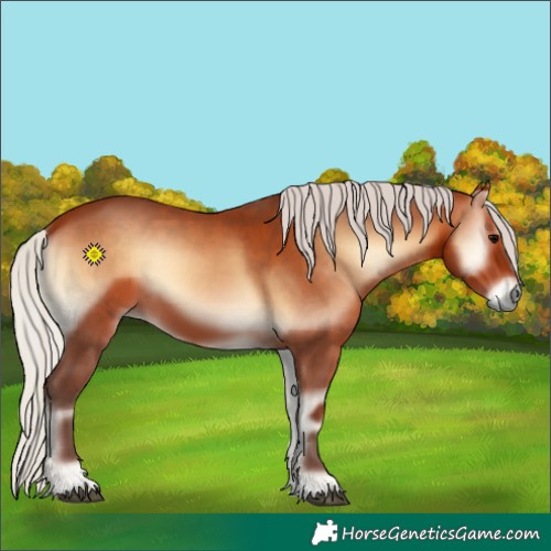 Horse Color:Silver Bay Onyx 