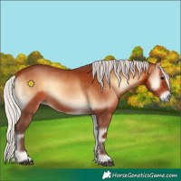 Horse Color:Silver Bay Onyx