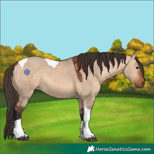 Horse Color:Bay Dun Tobiano 