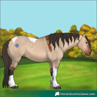 Horse Color:Bay Dun Tobiano 