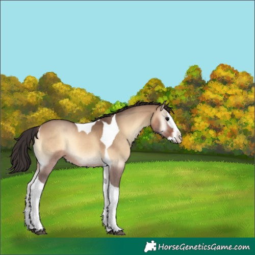 Horse Color:Brown Onyx Splash Tobiano 