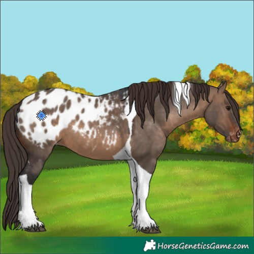 Horse Color:Brown Dun Tobiano Appaloosa 